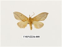 藏品(黃斑舟蛾)的圖片